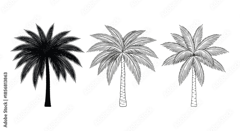 Fototapeta premium Set of three date palm tree illustrations in different styles: a solid black silhouette and two detailed, hand-drawn sketches. A versatile tropical plant graphic.