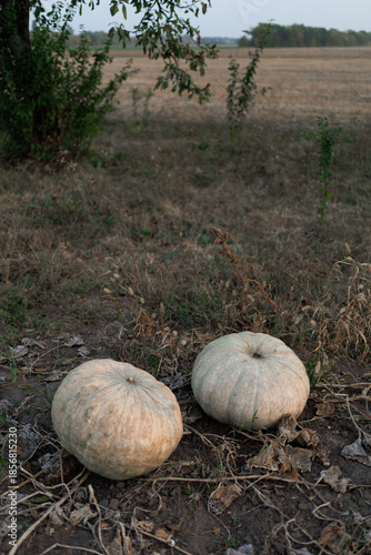 Two pumpkins rest on the ground by a field with dry grass on a quiet autumn day