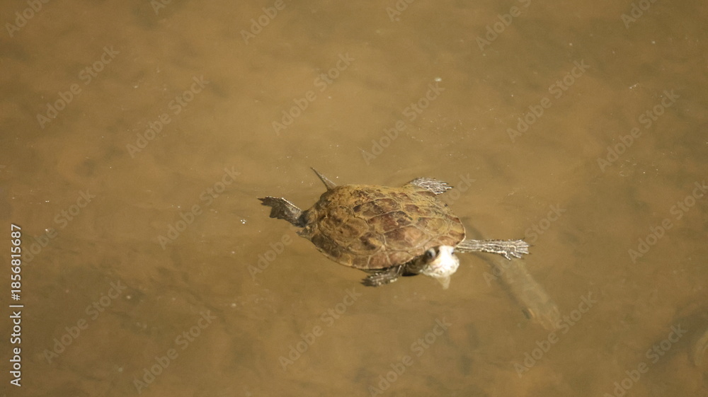 Φωτογραφία Peaceful turtle swimming through clear water, capturing calm motion and the beauty of marine life in its natural environment