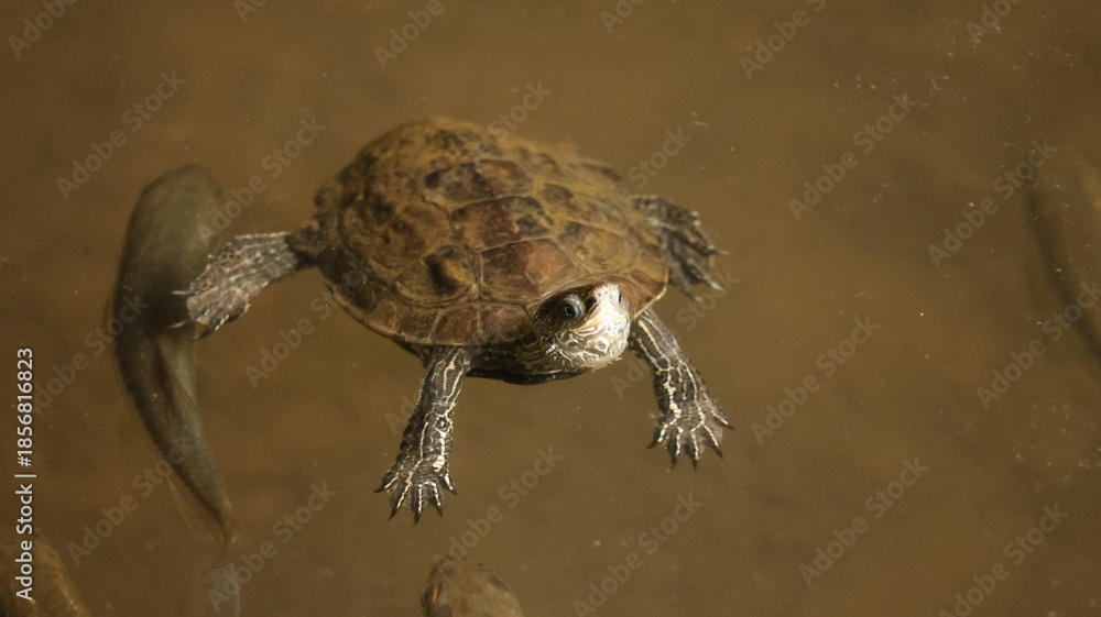 Obraz premium Peaceful turtle swimming through clear water, capturing calm motion and the beauty of marine life in its natural environment.