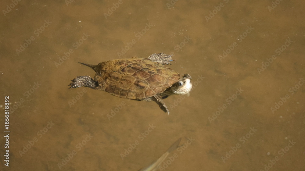 Obraz premium Peaceful turtle swimming through clear water, capturing calm motion and the beauty of marine life in its natural environment.