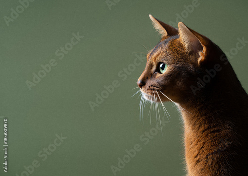 Photography side view of fawn colored abyssinian cat looking ahead at copy space on green ba