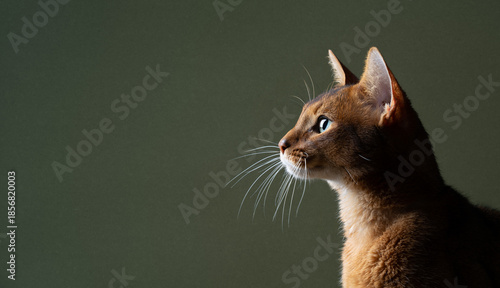 side view of fawn colored abyssinian cat looking ahead at copy space on green background