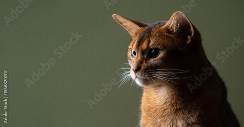Foto profile view of fawn colored abyssinian cat looking at copy space against green