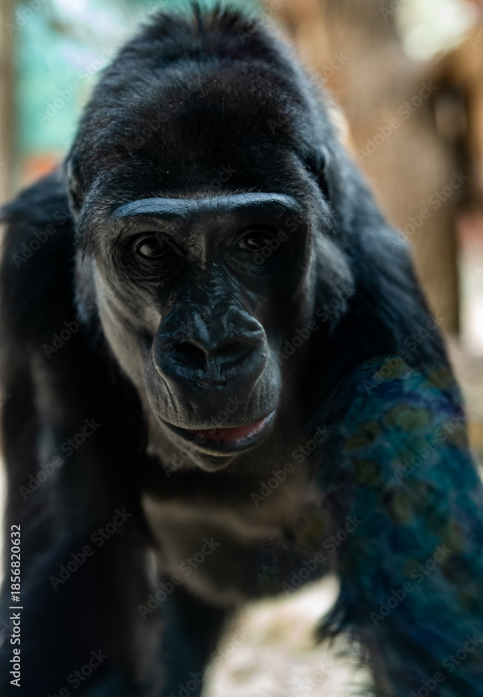 Obraz premium Close-up portrait of a western lowland gorilla looking at camera.