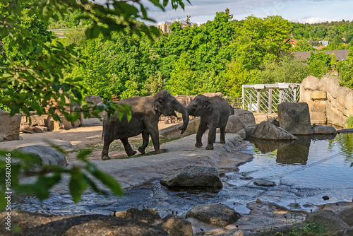 Photography Herd of Asian elephants walking near a water pool in a rocky zoo enclosure
