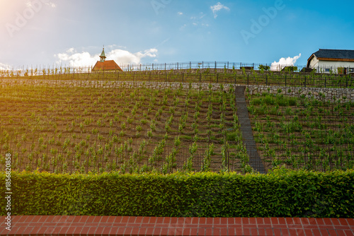 Vineyard on a hillside under a blue cloudy sky.
