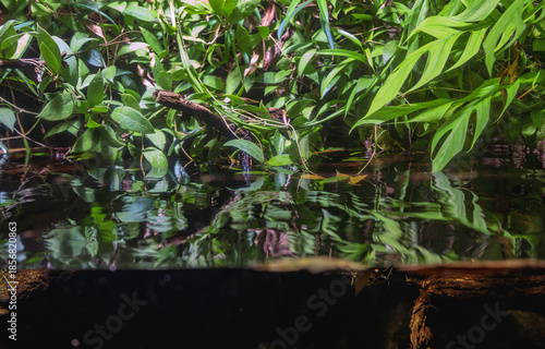 Tropical freshwater habitat with green plants and driftwood.