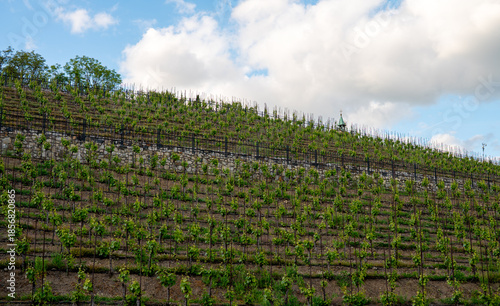 Vineyard on a hillside under a blue cloudy sky.