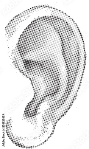 Detailed pencil sketch drawing illustrating the complex anatomical structure of the human external ear showcasing helix and lobule contours with careful shading detail.
