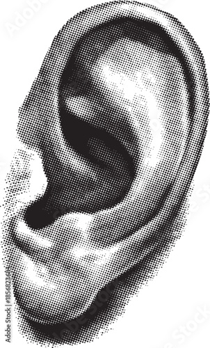 Detailed black and white illustration showcasing the intricate anatomy of the human external ear structure depicted with fine cross-hatching artistic technique for educational or medical purposes
