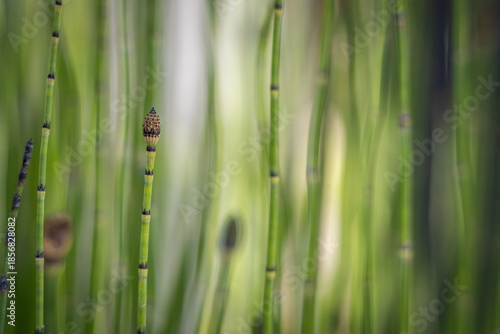 Close-up of rough horsetail plant (Equisetum hyemale).