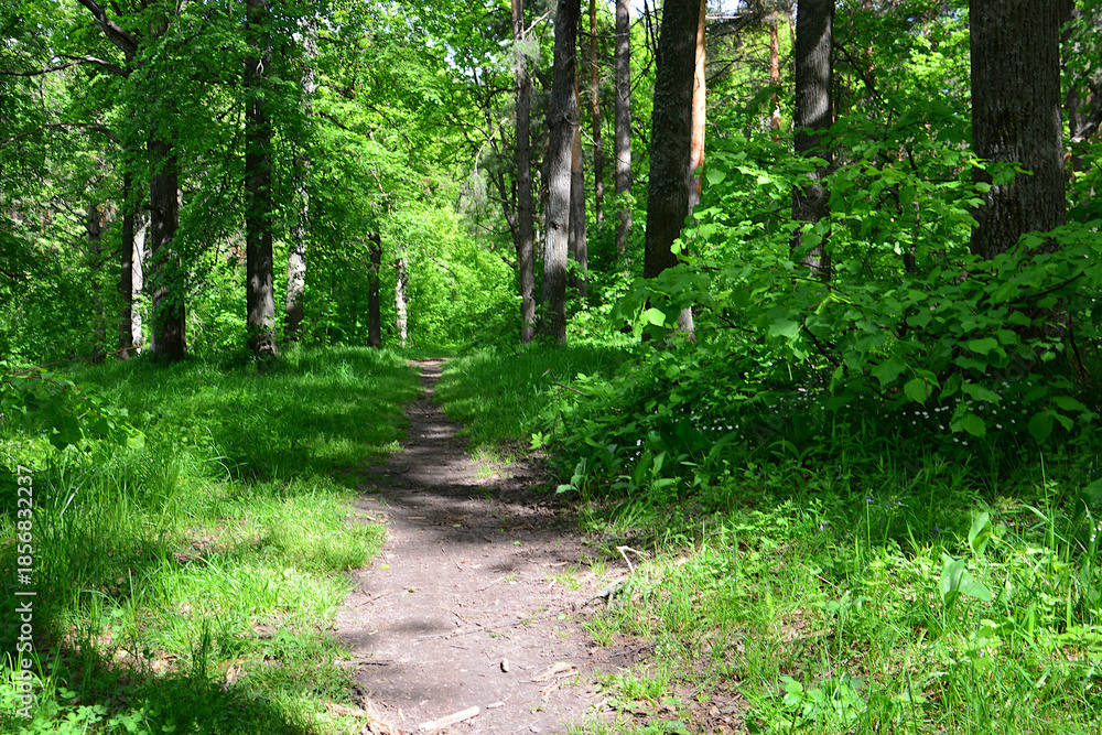 Fototapeta premium an empty Dirt Trail Through a Vibrant Green Forest