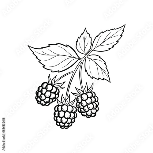 Three blackberry bunches in detailed line art style Vector illustration