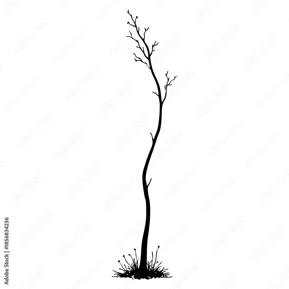 Fototapeta premium Single tall tree with bare branches in a field
