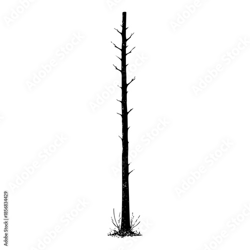 Dead tree standing alone in a dry field