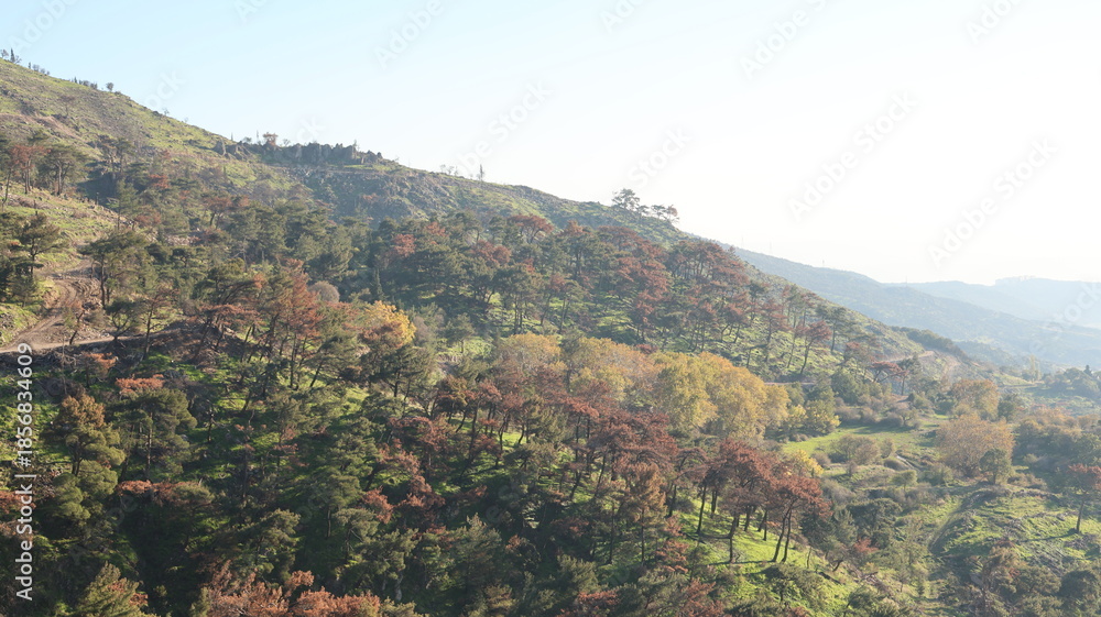 Obraz premium A view of forest trees forming a dense natural woodland, conveying tranquility, biodiversity, and the untouched beauty of nature.