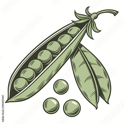 A vintage style illustration depicts an opened pea pod with several round peas inside and some loose ones nearby