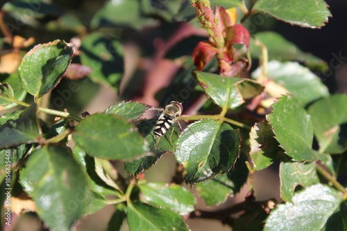 Pied hoverfly (Scaeva pyrastri) on Rose leaves