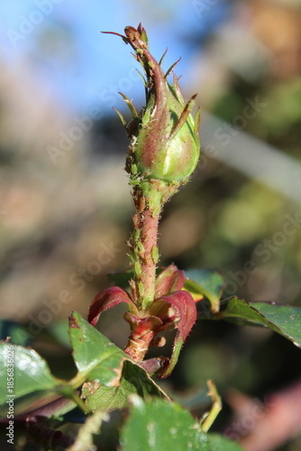 rose aphids, scientifically known as Macrosiphum rosae, feeding on a rosebud