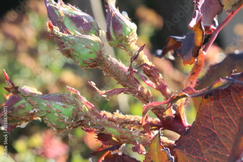 rose aphids, scientifically known as Macrosiphum rosae, feeding on a rosebud