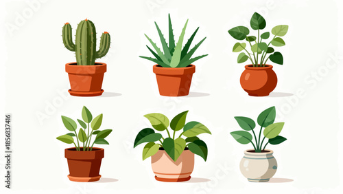 Six potted plants in terracotta and ceramic pots