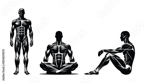 Anatomical illustration of human musculature in standing seated meditation and relaxed poses perfect for health and fitness concepts isolated on white