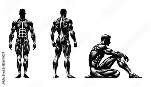Anatomical illustration of male musculature showing front back and seated poses ideal for medical fitness and educational use isolated on white