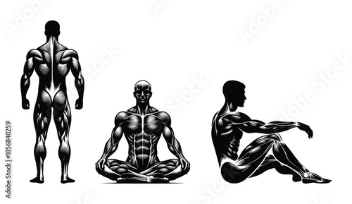 Anatomical illustrations of a muscular male figure in three poses showing muscle groups and skeletal structure ideal for health and fitness concepts