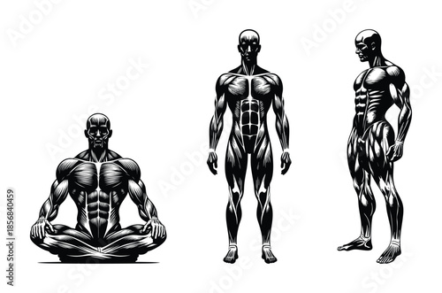 Anatomical illustration of human muscular system in three poses detailed fitness and bodybuilder anatomy for health and sport concepts isolated on white
