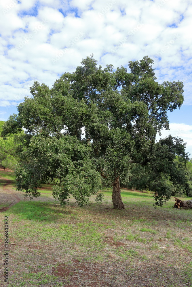 Fototapeta premium Parque florestal de Monsanto