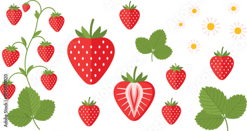 Fresh organic strawberry vector illustration set featuring whole strawberries sliced halves green leaves and white flowers isolated on white background for summer fruit design