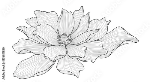 Beautiful and elegant black and white flower illustrated in a detailed vintage engraving style with fine line work for shading.