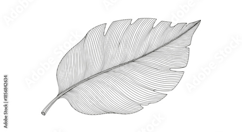 Exquisite and detailed single leaf illustration created in a timeless black and white vintage engraving style with fine lines.