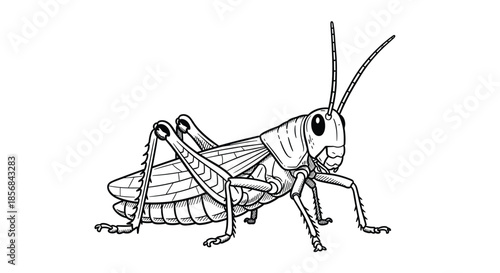 A detailed and realistic black and white line art illustration of a grasshopper, perfect for scientific drawings or coloring books.