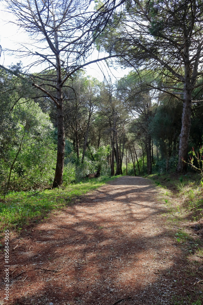 Fototapeta premium Parque florestal de Monsanto