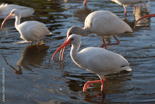 American white ibis in shallows
