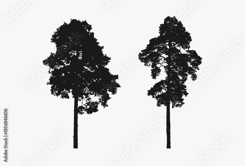 Silhouettes of pine trees. Black outline of a tree on a white background. Elements for use in design, illustrations. Vector image.