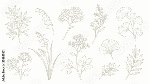 Botanical line art collection