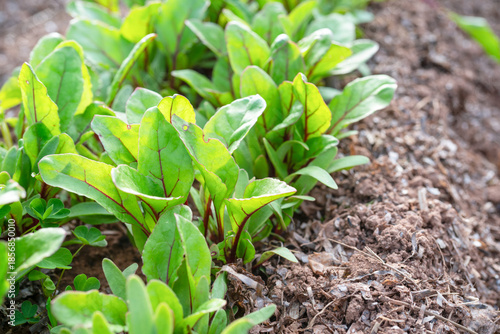 Young beet greens mulched with seaweed growing in the garden.