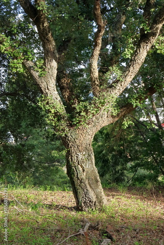 Parque florestal de Monsanto