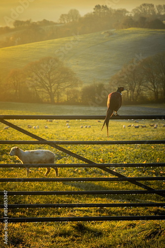 Pheasant perching on the metal gate of the farmland at sunrise in East Devon, UK