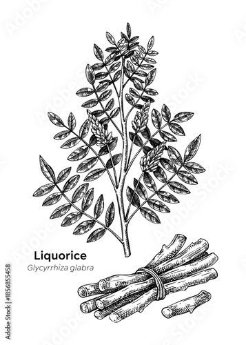 Hand drawn liquorice plant and root vector illustrations. Medicinal plant sketches set. For natural medicine, herbal products, food packaging design. NOT AI generated