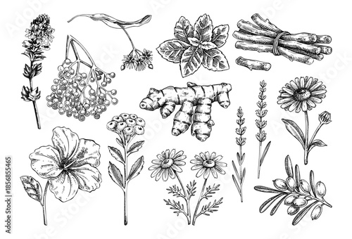 Hand drawn medicinal herbs icons collection. Botanical illustrations of healing plants, roots and berries for herbal medicine. NOT AI generated
