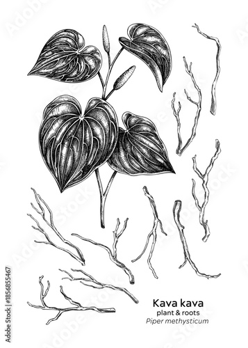 Hand drawn Kava plant and root vector illustrations. Medicinal plant sketches set. For natural medicine, herbal products, food packaging design. NOT AI generated