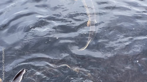 Big sturgeons swim in water on a sturgeon farm