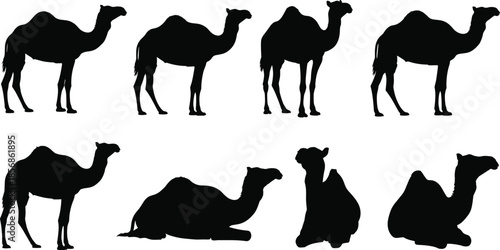 Camel silhouettes collection vector, dromedary animal standing sitting resting poses, desert wildlife black outline figures set isolated illustration bundle