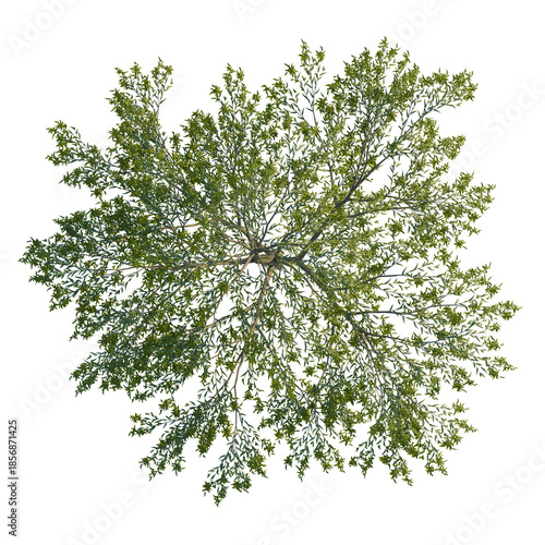 Salix babylonica tree plan, top view, cutout, isolate, good for architecture visualization, Stunning green tree canopy with lush foliage isolated on transparent background