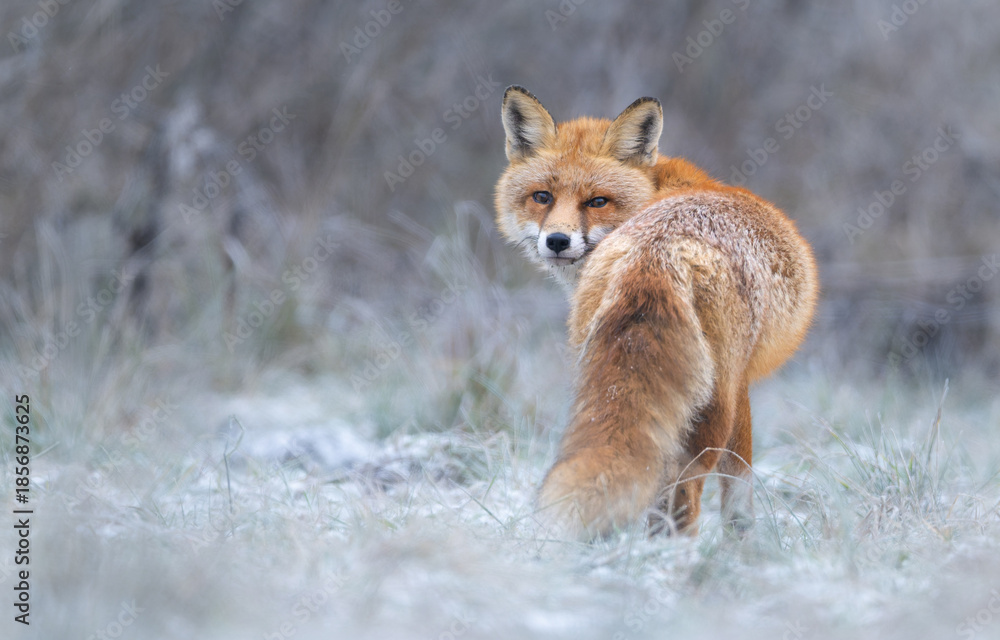 Obraz premium Red fox ( Vulpes vulpes ) in winter scenery
