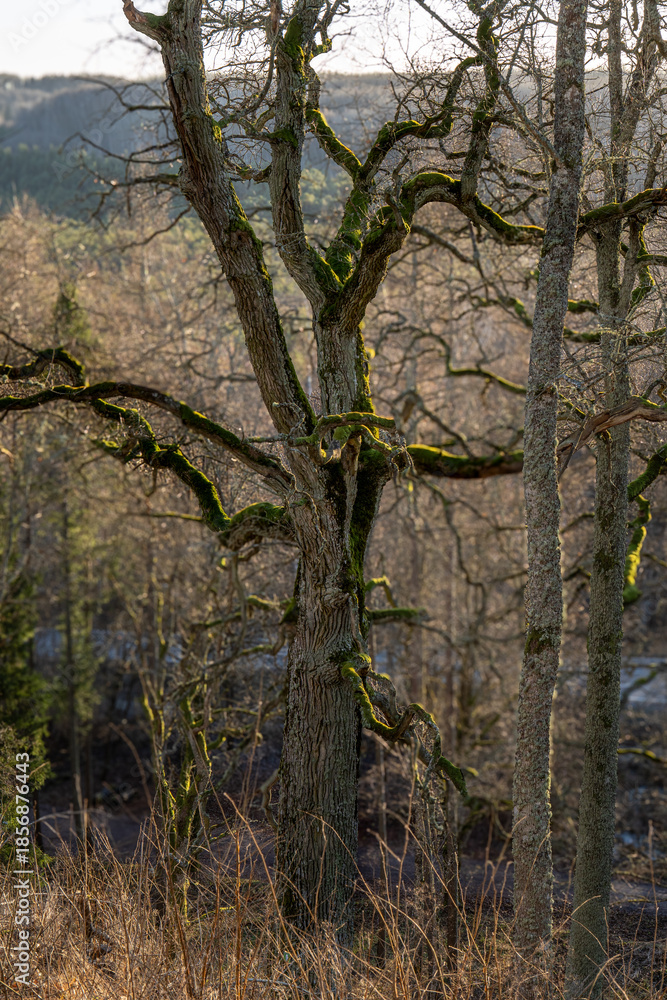 Obraz premium Ancient Moss Covered Oak Tree with Twisted Branches in Early Spring Forest